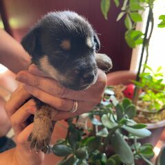 小柄でとっても甘えん坊❤子犬の「シエン」ちゃん😘