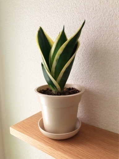 観葉植物　サンセベリア・ハニーボニー④　24cm　ナチュラルカラーの3.5号の鉢と受け皿付き