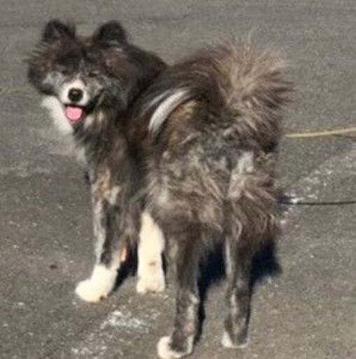 秋田犬長毛種のマキちゃんです M M 安中のその他の里親募集 ジモティー 秋田犬長毛種のマキちゃんです M M 安中のその他の里親募集 ジモティー