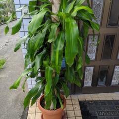 ドラセナ・マッサンゲアナ(幸福の木)　観葉植物