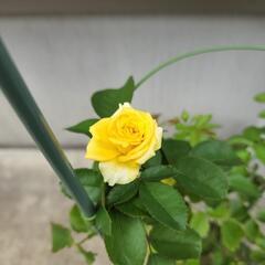 黄色い薔薇2