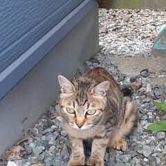 野良猫の里親になってください