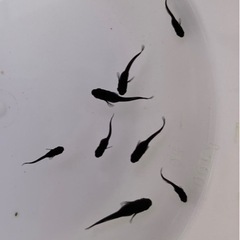 ✨めだか　黒蝶バタフライの稚魚　5匹