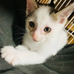 １ヶ月男の子すりすりゴロゴロ子猫ちゃん❣️ − 大阪府