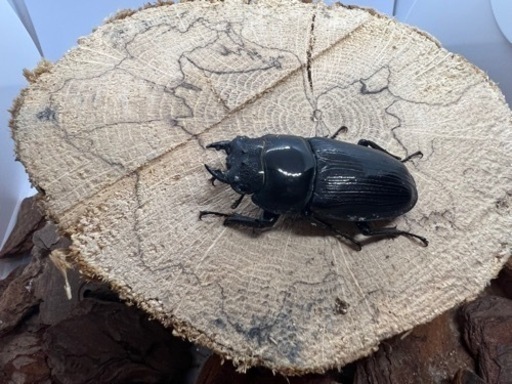 国産オオクワガタ　能勢SRペアNo.1 国産オオクワガタ 能勢SRペアNo.1