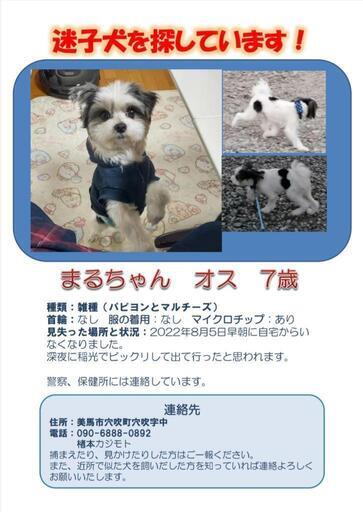迷子犬 小型犬 探してます みさ 穴吹の手伝って 助けての助け合い ジモティー
