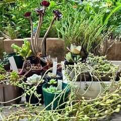 訳あり☆格安☆多肉植物　19鉢セット　まとめて