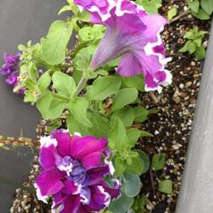 希少　🌸ペチュニア八重咲き　紫色　苗　２つ
