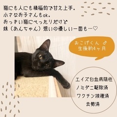 くろねこ♂【人にも猫にも甘えん坊♡】8/23(火)南区譲渡会参加✴︎