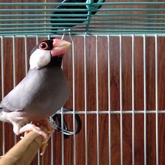 文鳥の里親募集の画像