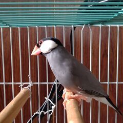 文鳥の里親募集 - 札幌市