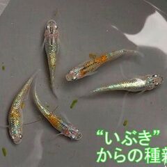 改良メダカ・煌（きらめき）の稚魚～若魚　10匹＋2匹＋α　【手渡...