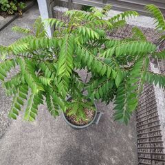 カレーリーフ　大鉢