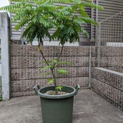 カレーリーフ　大鉢