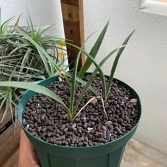ユッカ カルネロサーナ Yucca carnerosana実生①...