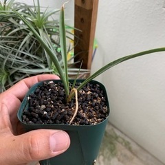 ユッカ カルネロサーナ Yucca carnerosana③ 実生