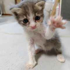 浜辺で親猫がいない子猫ちゃんを保護しました。