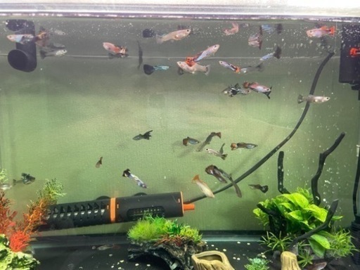 グッピー 水槽、ポンプセット
