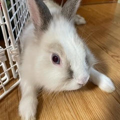 ライオンヘッドの里親募集 無料であげます 譲ります ジモティー