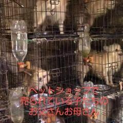 8月28日 保護犬・猫・うさぎ　譲渡会 - イベント