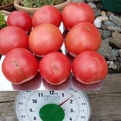 大玉トマト２