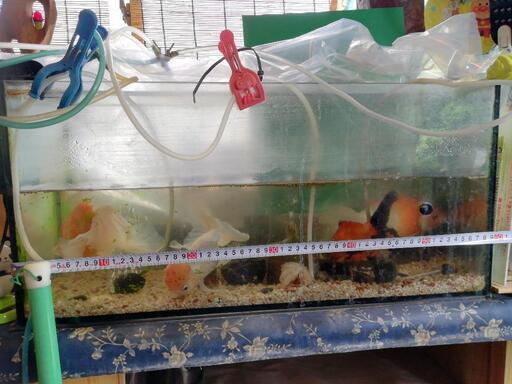金魚４匹 出目金 水槽込み水槽の幅６０cm エアーポンプ付き まずはお電話ください ベンちゃん 裾野のその他の中古あげます 譲ります ジモティーで不用品の処分
