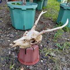 鹿の骨　頭蓋骨　ツノ付き　今だけおまけ付き