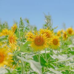 【荒天中止】ひまわり畑🌻@武蔵村山市 (Kanoa Photo ...