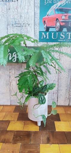 【観葉植物】　エバーフレッシュ