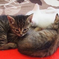 ３姉妹の子猫です　里親さんをさがしています