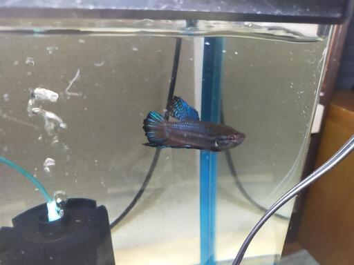 ジャイアントベタとコリドラスジュリー ケロ 八王子のその他の中古あげます 譲ります ジモティーで不用品の処分