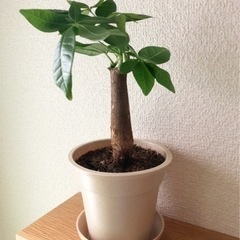 観葉植物　パキラ(23)　26cm　ナチュラルカラーの3.…