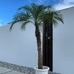 フェニックスロベレニー（200） ☆大人気☆フェニックスロベルニー