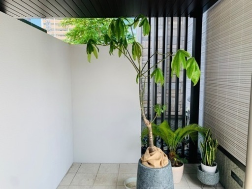 パキラ　観葉植物
