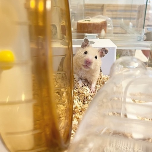 キンクマハムスターオス ぷりん 京成臼井のその他の里親募集 ジモティー