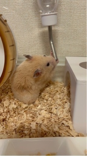 キンクマハムスターオス ぷりん 京成臼井のその他の里親募集 ジモティー