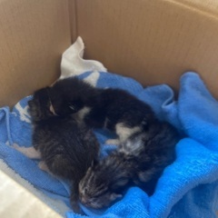 生後数日の目の開かない3匹の子猫
