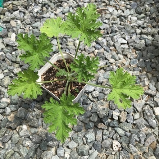 ローズゼラニウム苗2個セット 耳つぼセラピスト 古賀のその他の中古あげます 譲ります ジモティーで不用品の処分