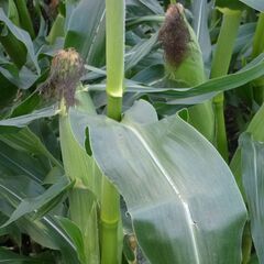 ⑥🌽採れたてとうきび（３Ｌサイズ超）【農家直販／8月10日分予約...