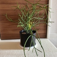 ユーフォルビア ファイヤースティック　サンゴ　観葉植物