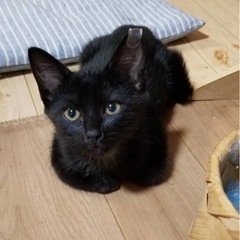 元気で人懐っこい黒猫