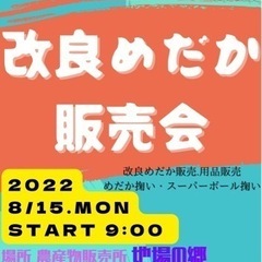 8月15日 めだか販売 めだか掬い