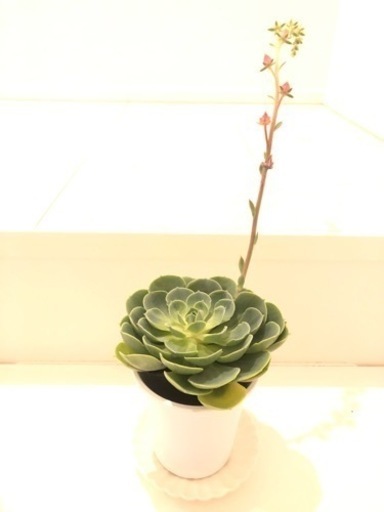 8月11日 山の日に泡瀬のパヤオにて お花販売 うずら てだこ浦西の地域 お祭りのイベント参加者募集 無料掲載の掲示板 ジモティー