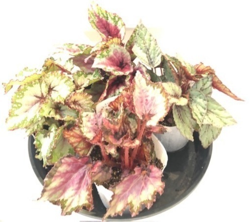 8月11日 山の日に泡瀬のパヤオにて お花販売 うずら てだこ浦西の地域 お祭りのイベント参加者募集 無料掲載の掲示板 ジモティー