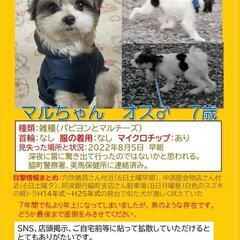 迷子犬 小型犬 探してます！！