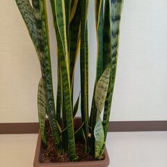 サンスベリア　120cm  観葉植物