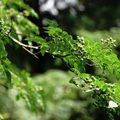 山椒（サンショウ）の木、幼木で結構、ありませんか？　