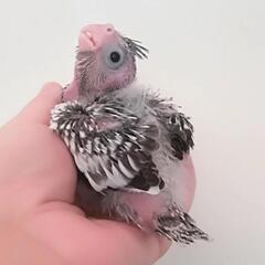 オカメインコ ＷＦパール 雛販売