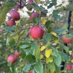 農作業　りんご