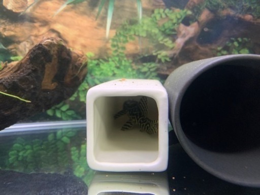水槽とキンペコ6匹